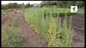 Утренний эфир / Выращивание кунжута в Приднестровье