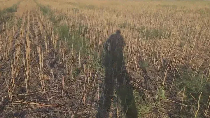Уборка горчицы жёлтой, сорт " Прима". No-till 23.07.2022