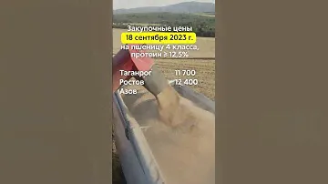Закупочные цены 18.09.2023г. на пшеницу 4 класса (протеин ≥ 12,5%) в портах Азовского и Чёрного моря