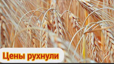 РУХНУЛА ЦЕНА, ячменя, пшеницы, кукурузы, подсолнечника.