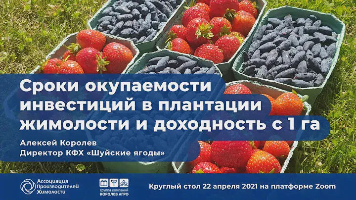 Сроки окупаемости инвестиций в плантации жимолости и доходность с 1 гектар. Королев А.В.